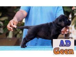 used Heavy Bone Labrador Puppies Available Fawn  Black and Rare Chocolate Color for sale 